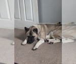 Small Photo #1 Akita Puppy For Sale in MOHRSVILLE, PA, USA