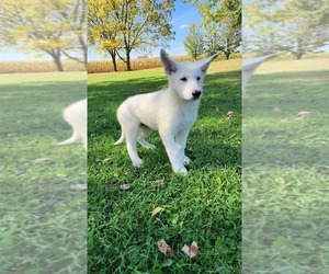 Medium German Shepherd Dog