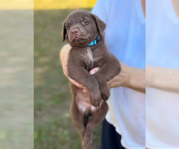 Medium Photo #1 Labrador Retriever-Unknown Mix Puppy For Sale in Orlando, FL, USA