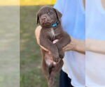 Small Labrador Retriever Mix