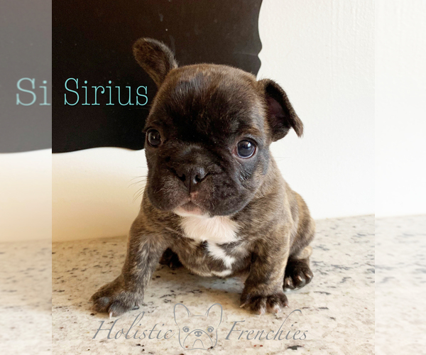 Medium Photo #1 French Bulldog Puppy For Sale in EUGENE, OR, USA