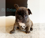 Small Photo #1 French Bulldog Puppy For Sale in EUGENE, OR, USA