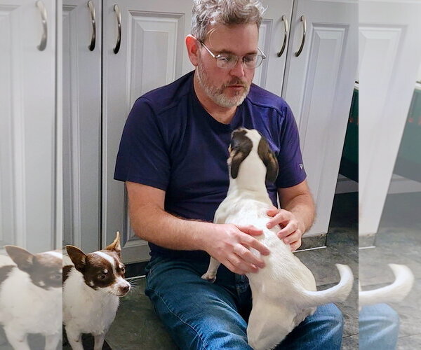 Medium Photo #3 Rat Terrier Puppy For Sale in Atlanta, GA, USA