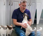 Small #2 Rat Terrier