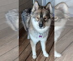 Small #5 Alaskan Malamute-Keeshond Mix