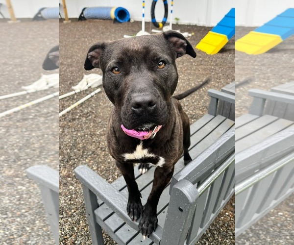 Medium Photo #5 American Pit Bull Terrier-Unknown Mix Puppy For Sale in Rockaway, NJ, USA