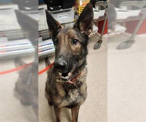 German Shepherd Dog Dogs for adoption in Bakersfield, CA, USA