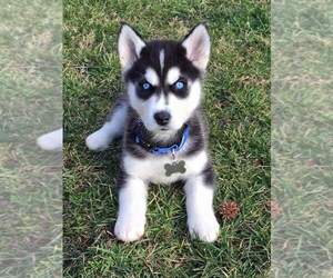 Alaskan Husky Puppy for sale in EMPIRE STATE, NY, USA