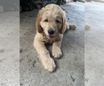 Small #6 Goldendoodle