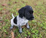 Small #1 German Shorthaired Pointer-Goldendoodle Mix