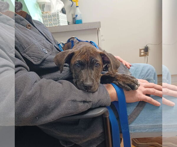 Medium Photo #7 Great Dane-Unknown Mix Puppy For Sale in Huntersville, NC, USA