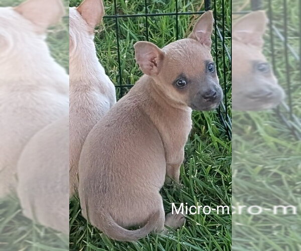 Medium Photo #1 Chihuahua-Unknown Mix Puppy For Sale in San Bernardino, CA, USA