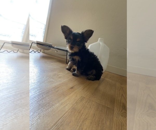 Medium Photo #1 Yorkshire Terrier Puppy For Sale in HANFORD, CA, USA