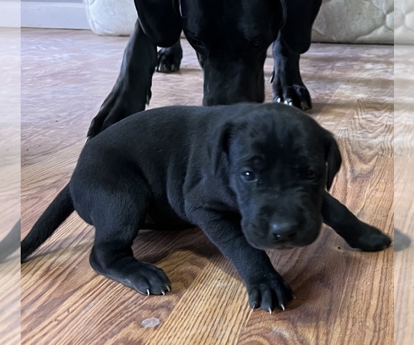 Medium Photo #3 Great Dane Puppy For Sale in MAYSVILLE, KY, USA