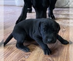 Small Photo #14 Great Dane Puppy For Sale in MAYSVILLE, KY, USA