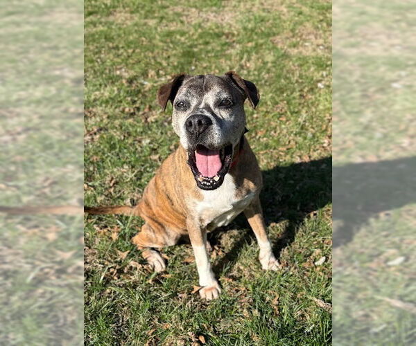 Medium Photo #1 Boxer Puppy For Sale in Burnsville, MN, USA