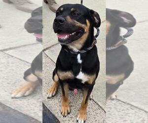 Rudy - Male Shepweiller Dog for Adoption - Photo #3