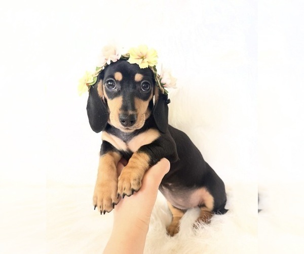Medium Photo #8 Dachshund Puppy For Sale in DAVIS, CA, USA