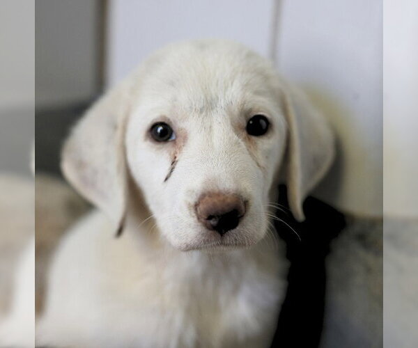Medium Photo #1 Labrador Retriever Puppy For Sale in San Antonio, TX, USA