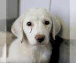Small Labrador Retriever