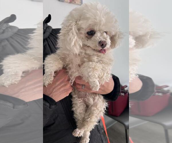 Medium Photo #2 Poodle (Toy) Puppy For Sale in Westminster, MD, USA