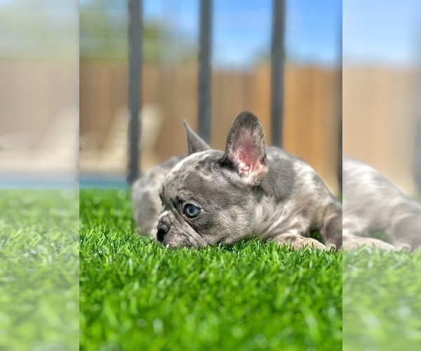 Medium Photo #21 French Bulldog Puppy For Sale in BROOKLYN, NY, USA