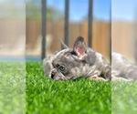 Small #20 French Bulldog