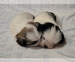 Small Shih Tzu
