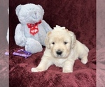 Puppy Purple girl English Cream Golden Retriever