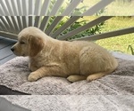 Small #18 Golden Retriever