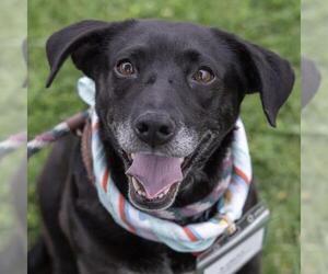 Karley - Female Labrador Retriever-Unknown Mix Dog for Adoption - Photo #28