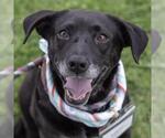 Small #27 Labrador Retriever Mix