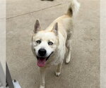 Small Siberian Husky