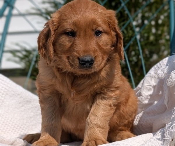Medium Photo #1 Golden Retriever Puppy For Sale in GOSHEN, IN, USA