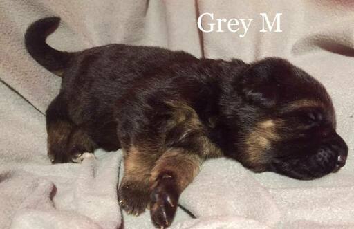 Medium Photo #5 German Shepherd Dog Puppy For Sale in COLETA, IL, USA