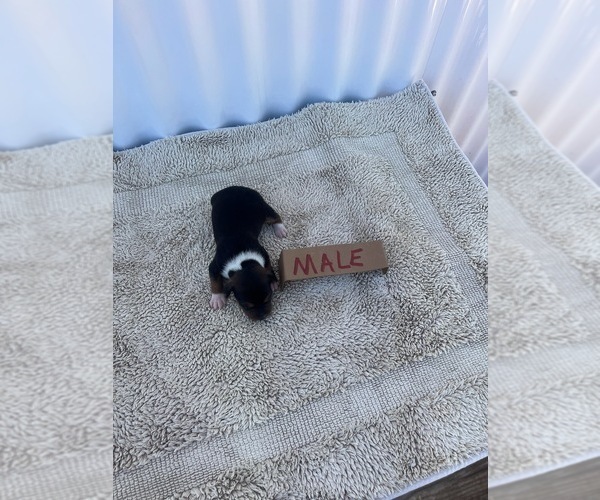 Medium Photo #11 Rat Terrier Puppy For Sale in DORA, MO, USA
