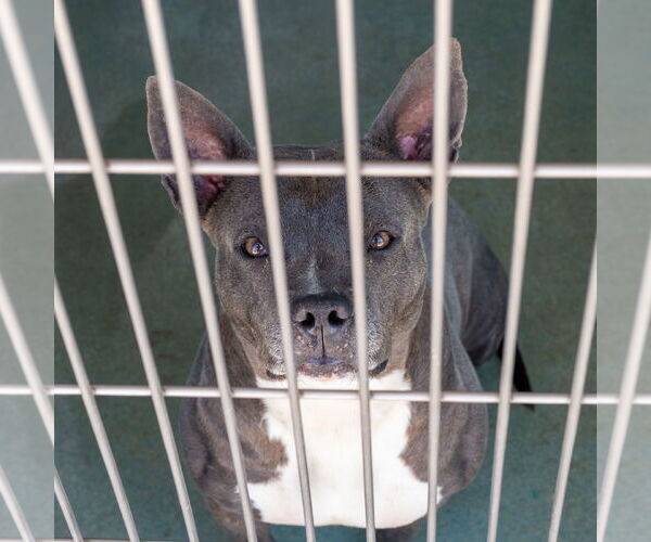 Medium Photo #2 French Bulldog-Unknown Mix Puppy For Sale in Pasadena, CA, USA