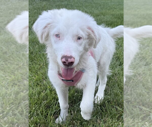 Medium Photo #1 Australian Shepherd-Unknown Mix Puppy For Sale in Raleigh, NC, USA