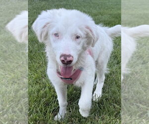 Australian Shepherd-Unknown Mix Dogs for adoption in Raleigh, NC, USA