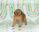 Small Photo #10 Poodle (Miniature) Puppy For Sale in BREMEN, IN, USA