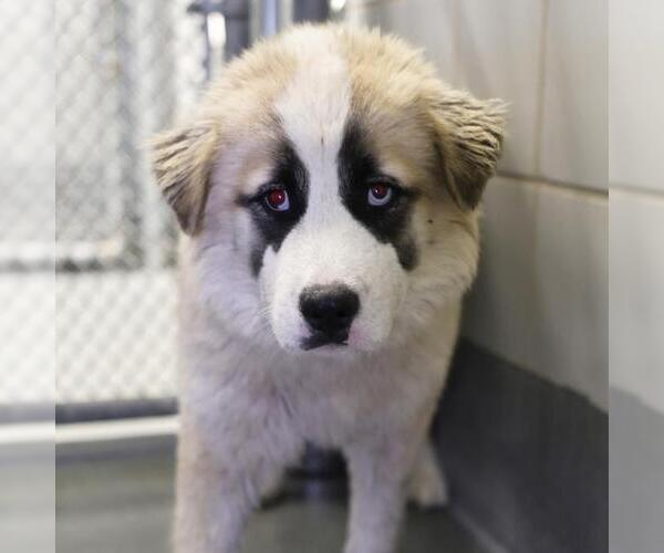 Medium Photo #1 Siberian Husky-Unknown Mix Puppy For Sale in San Antonio, TX, USA