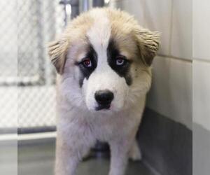 Siberian Husky-Unknown Mix Dogs for adoption in San Antonio, TX, USA