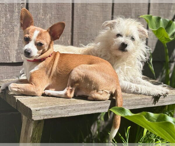 Medium Photo #3 Cheagle Puppy For Sale in San Francisco, CA, USA