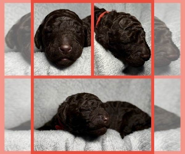 Medium Photo #1 Goldendoodle Puppy For Sale in HOWARD CITY, MI, USA