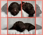 Puppy 9 Goldendoodle