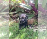 Small Photo #4 Schnauzer (Miniature) Puppy For Sale in FORT PIERCE, FL, USA