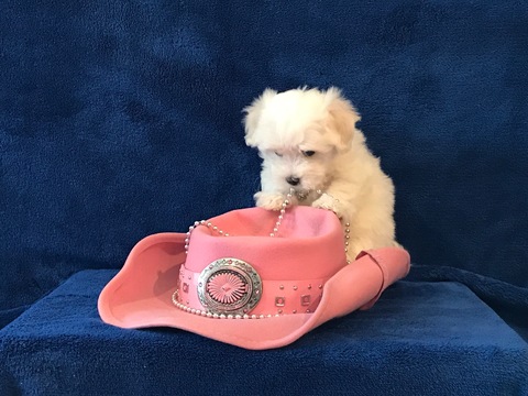 Medium Photo #1 Maltese Puppy For Sale in FORT WORTH, TX, USA