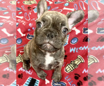 Small Photo #2 French Bulldog Puppy For Sale in PEORIA, AZ, USA