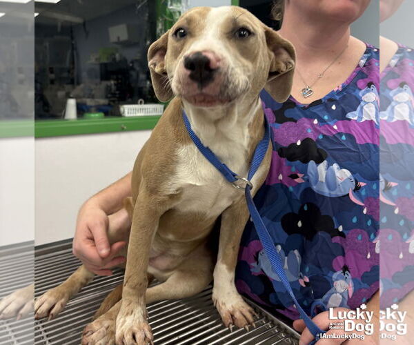 Medium Photo #1 Labrador Retriever-Retriever  Mix Puppy For Sale in Washington, DC, USA