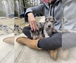 Small Photo #19 Great Dane Puppy For Sale in BOW, NH, USA